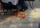 A văzut un câine drăguţ la terasă. A mers să-l mângâie. Când a înţeles ce era, de fapt, a ÎNGHEŢAT