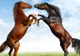 De ce sunt caii singurele animale cu un singur deget