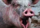 O femeie din Bacău a murit după ce a fost muşcată de un porc. Ce s-a întâmplat, de fapt, e ireal!