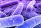 Simptomele infecţiei cu bacteria E.coli