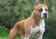 Cruzime fără margini! Adolescenţi suspectaţi că dresau metişi Amstaff folosind câini şi pisici de rasă comună, cercetaţi de Poliție. Animalele folosite în dresaj, ucise