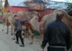Și-a scos animalele la păscut, iar toată lumea a început să se uite la el. Motivul este INCREDIBIL
