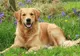 Ce a fătat o căţeluşă Golden Retriever a uimit o ţară întreagă. E al treilea caz din istorie