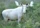S-a dus în pădure și a făcut o descoperire INCREDIBILĂ. Reacția internetului