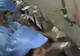 VIDEO. Cum este produs iPhone8. Imagini surprinse de camera ascunsă în fabrica din China