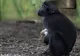 Găina adoptată de maimuță. Sunt inseparabili. Pasărea adoarme în brațele "mamei" păroase