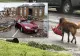 Câinele Otis, EROU după Uraganul Harvey. Motivul e emoţionant, fotografiile, VIRALE