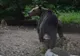 Un bărbat a fost atacat de urs în Harghita: Victima a fost preluată de elicopterul SMURD 