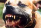 Scene ÎNFIORĂTOARE, la Brăila: Cățelul unei bătrâne, UCIS de un pitbull, în plină stradă