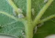 Bucureștiul, invadat de o specie nouă de insecte: Tigrul platanului. Iată ce afecțiuni pot provoca