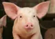 ALERTĂ în România, din cauza pestei porcine. ANSVSA a confirmat primul focar