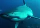 Clipe de coşmar: Autorităţile, în alertă după un atac al unui rechin în California
