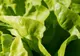 Puțini știu asta. Ce se întâmplă dacă mănânci salată verde în fiecare zi. Efectul te va uimi