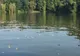 Dezastru natural pe lacul Herăstrău. Mii de scoici moarte, din cauza caniculei
