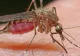Milioane de țânțari purtători ai unei bacterii, eliberați pentru a împiedica o nouă epidemie