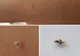 Mare ATENŢIE! Iată ce este, de fapt, tigrul de platan, insecta care terorizează România