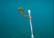 Fotografia EMOŢIONANTĂ cu un căluţ de mare care a devenit VIRALĂ: arată o realitate tristă