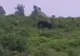 A încercat să facă un selfie cu un elefant, dar a murit în condiţii îngrozitoare
