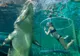 Cea mai NEBUNĂ fotografie din vacanţă?Turiştii plătesc 500 de lei pentru 15 minute în "Cuşca morţii"