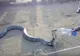 VIDEO. S-a apropiat de un șarpe agresiv cu o sticlă de apă. Reacția cobrei e uluitoare