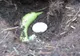 A îngropat o banană lângă un ou. Ce a răsărit de acolo..este pur și simplu spectaculos