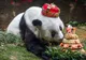 A murit Basi, cel mai bătrân urs panda din lume. Câţi ani avea