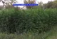 VIDEO. Plantaţie uriaşă de cannabis, descoperită în Banat. Traficanţii aveau laborator acasă