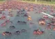 Uraganul Irma a adus mii de crabi pe străzile din Florida VIDEO