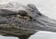 A sărit în apa plină cu crocodili. Credea că-i poate îmblânzi "cu vorba". Ce a urmat? TERIFIANT!