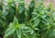 Planta care îţi taie pofta de mâncare: Ar trebui inclusă în orice dietă