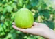 Pepenele "de-o persoană" - fructul foarte aromat care se cultivă în România