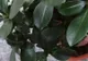 Această plantă de apartament atrage ghinionul şi sărăcia. Nu o mai ţine în casă