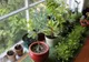 7 plante care te apără de RELE. Trebuie să le ai în casă!