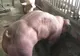 S-a decis să modifice genetic o rasă de porci și a creat niște MONȘTRI. Internauții, revoltați