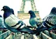 Cum sunt speriaţi PORUMBEII în Paris, după ce au transformat centrul într-un adevărat IAD