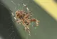 Planta care ţine departe şoarecii, păianjenii şi insectele din casă