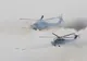 VIDEO. Accident la exerciţiul militar ZAPAD 2017. Două rachete au fost lansate în zona spectatorilor