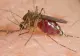 Noi cazuri de infecţie cu virusul West Nile. Simptomele care te trimit de urgenţă la medic