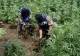 VIDEO. Cum arată plantația de cannabis de un milion de euro din România, descoperită din întâmplare