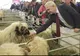 Dragnea și oaia, o fotografie cât o mie de cuvinte...