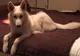 A cumpărat câinele după ce a văzut un anunţ un ziar. Dar avea să regrete. Ce animal s-a dovedit a fi