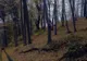 VIDEO. Monstrul care şi-a torturat ore întregi fiul într-o pădure, dus cu forţa la psihiatrie
