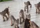 A crezut că sunt pisici, a vrut să le crească. S-a uitat mai bine, a încremenit. Ce animale erau