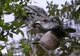 Momentul rarisim în care un crocodil devorează un rechin
