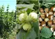De ce e bine să ai în curte un alun? Dacă stai la casă, o să-l plantezi chiar azi!