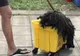 Cel mai amuzant costum pentru Halloween e purtat de...un câine