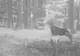 VIDEO. Imagini rare, surprinse de camerele de supraveghere ale Parcului Natural Apuseni