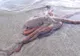 Fenomen misterios: În fiecare noapte, aceste creaturi ies din mare și se „plimbă” pe plajă. VIDEO