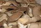 Ce sunt, de fapt, ciupercile PLEUROTUS. Se găsesc şi la noi în magazine. Mai cumperi?