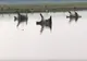 Imaginile groazei: Ce se întâmplă cu aceste animale? Sunt peste 100!